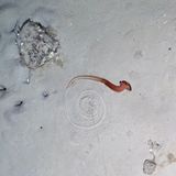 Leben am Meeresboden