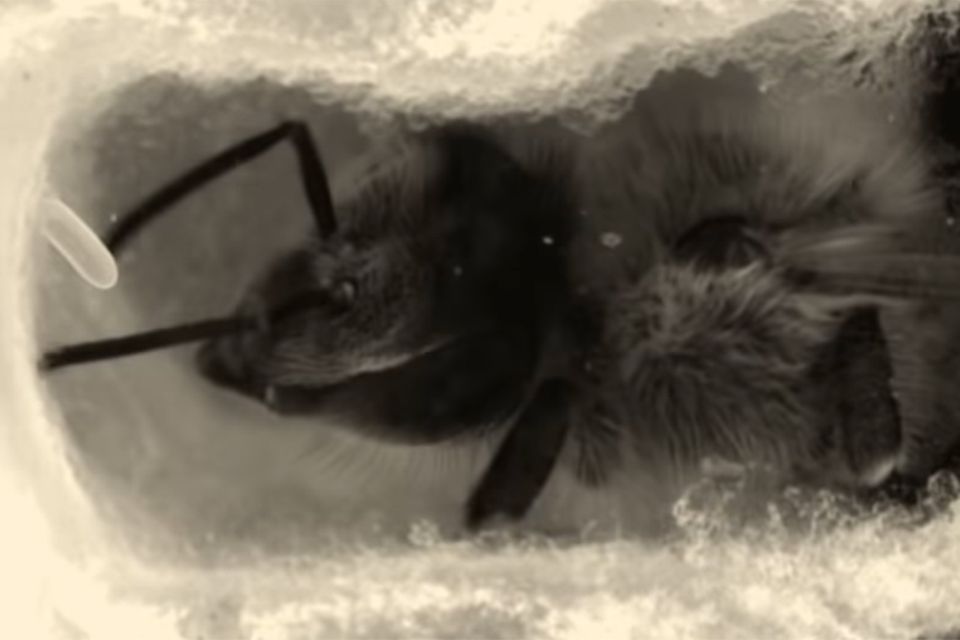 Bienen: Seltene Aufnahmen: Forscher filmen das Innenleben einer Bienenwabe