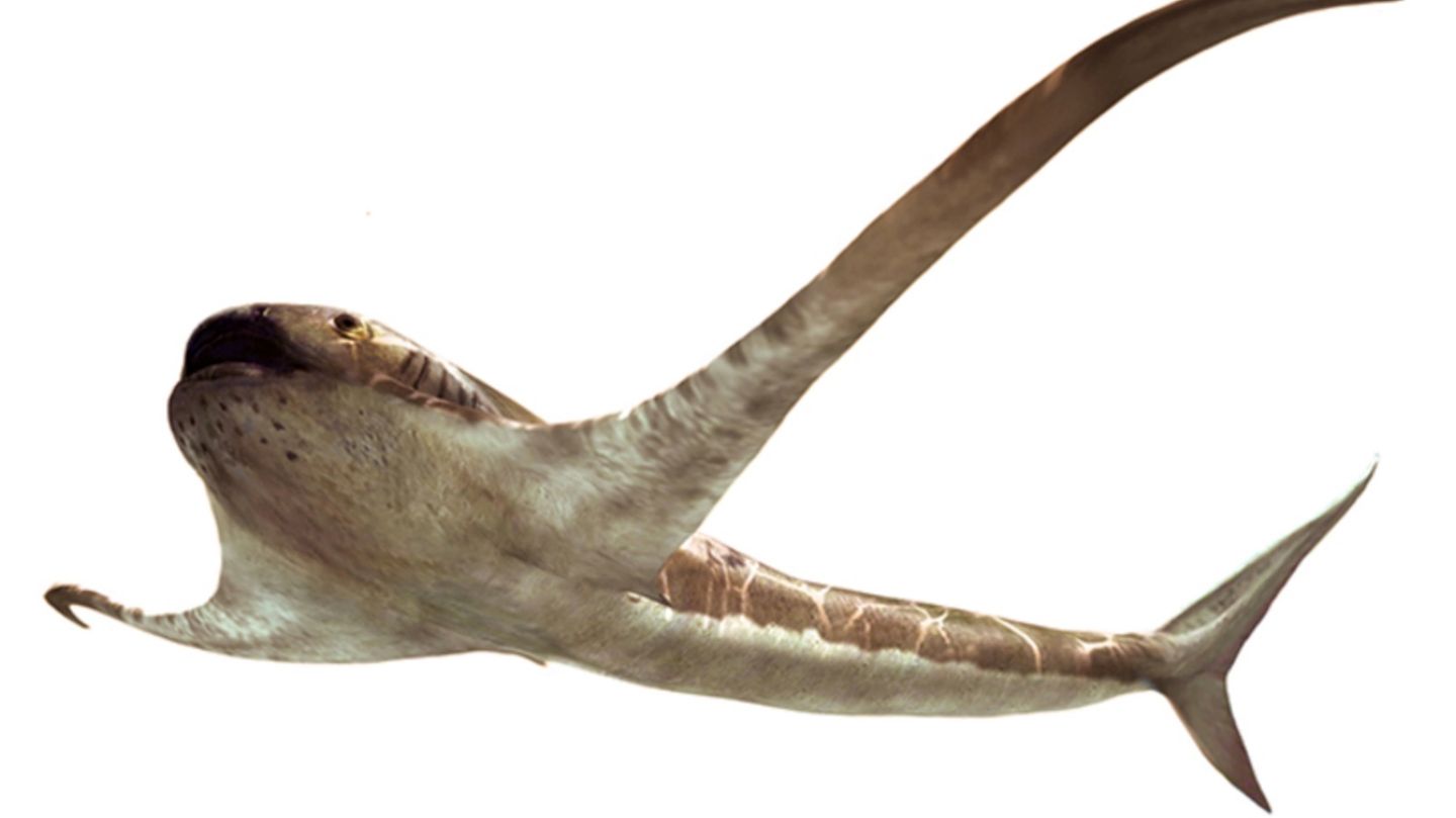 Diese grafische Darstellung zeigt das mögliche Aussehen des 93 Millionen Jahre alten "Adlerhais"