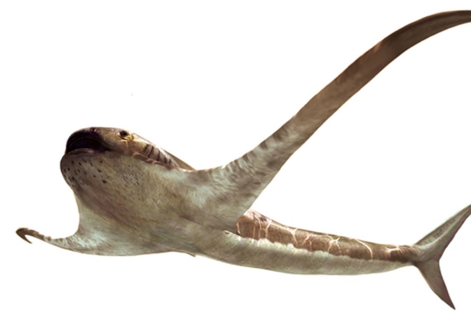Diese grafische Darstellung zeigt das mögliche Aussehen des 93 Millionen Jahre alten "Adlerhais"