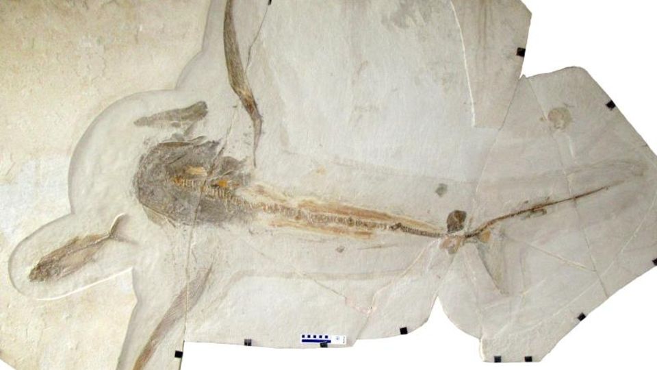 Dieses 1,7 Meter lange Fossil (Teile wurden rekonstruiert) habe Brustflossen mit einer Spannweite von 1,9 Metern gehabt, berichten die Forscher