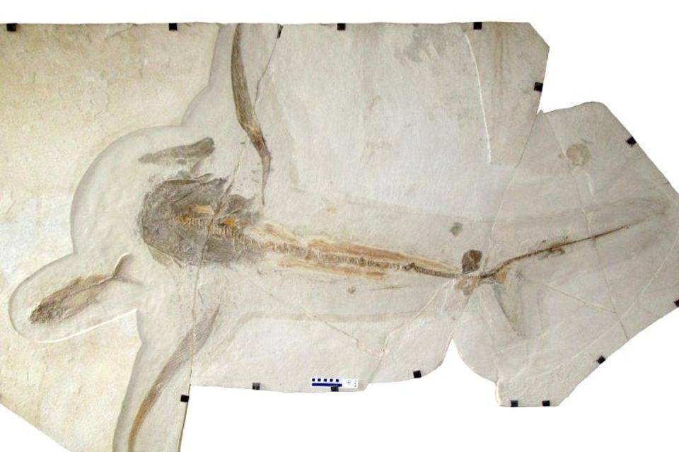 Dieses 1,7 Meter lange Fossil (Teile wurden rekonstruiert) habe Brustflossen mit einer Spannweite von 1,9 Metern gehabt, berichten die Forscher
