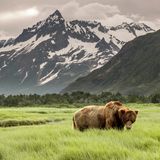 Grizzly in Alaska