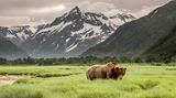 Grizzly in Alaska