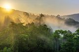 Wolkenverhangener Regenwald von Borneo