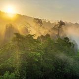 Wolkenverhangener Regenwald von Borneo