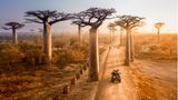 Baobab-Allee in Madagaskar