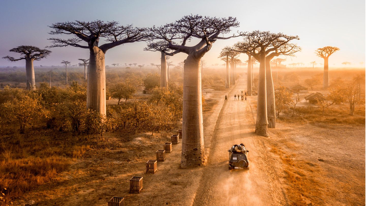 Baobab-Allee in Madagaskar