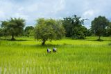 Reisfelder von Battambang