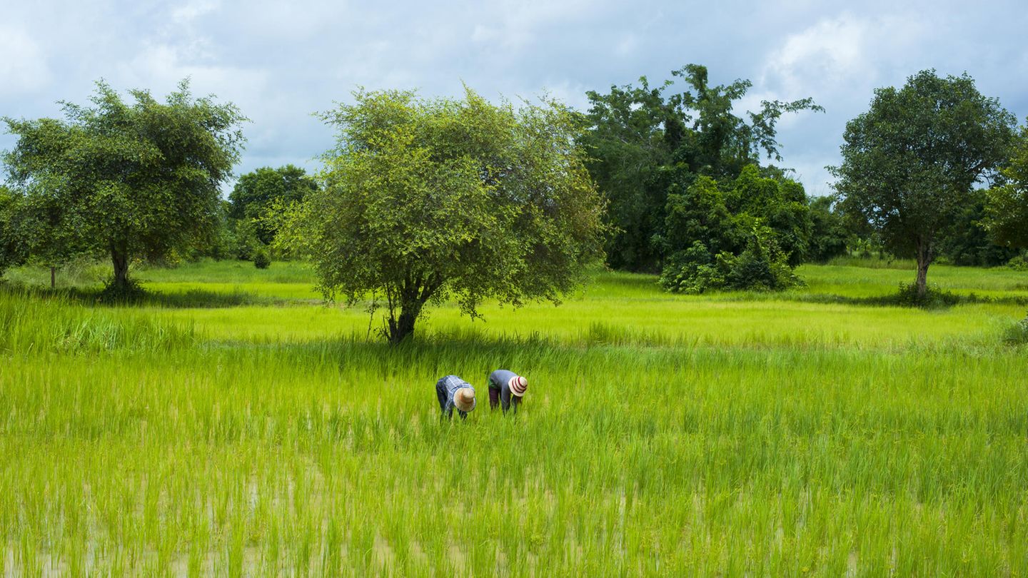 Reisfelder von Battambang