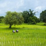 Reisfelder von Battambang