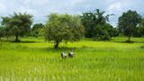 Reisfelder von Battambang
