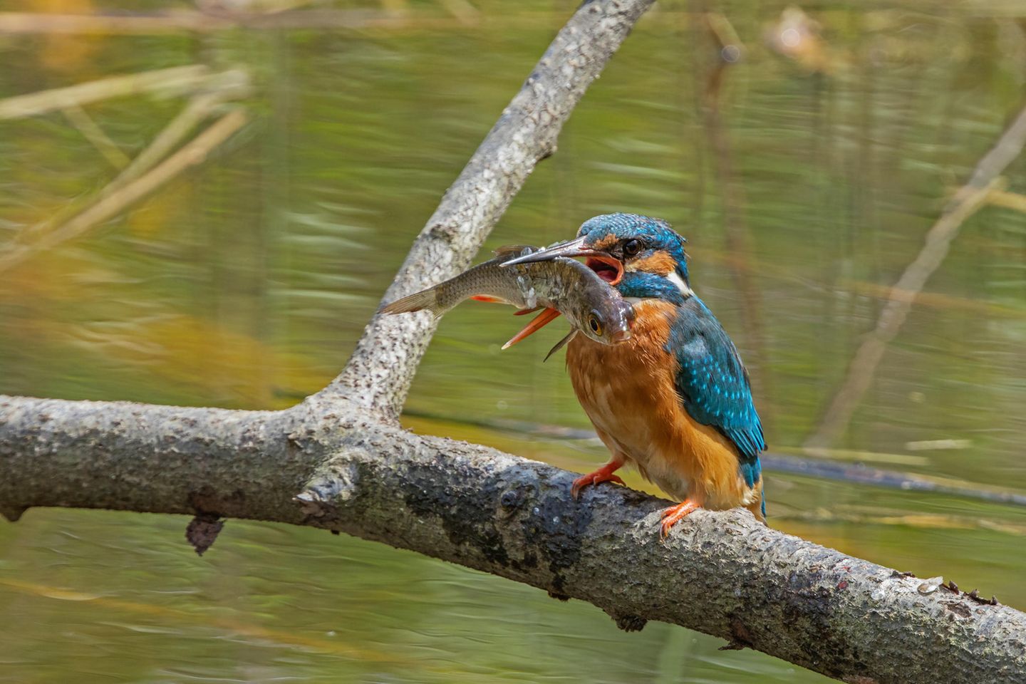Eisvogel