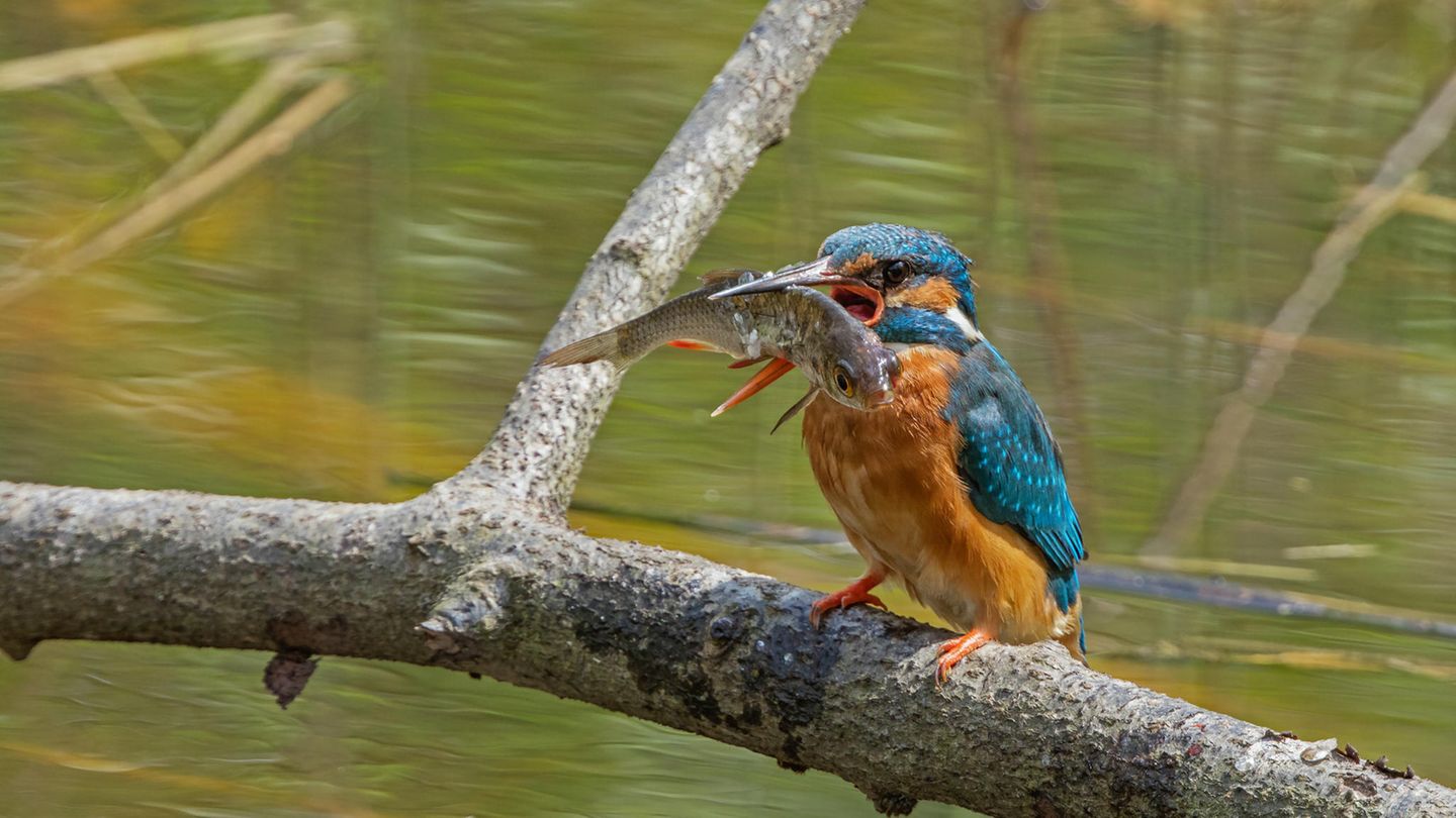 Eisvogel
