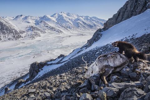 A small female wolverine feeds on a caribou carcass in Alaska&apos;s Brook Range. A pack of wolves chased a small herd of caribou herd over cliffs, killing 8 of the caribou. Wolves, bears, eagles, foxes and ravens gathered to feed on the carrion for a m...