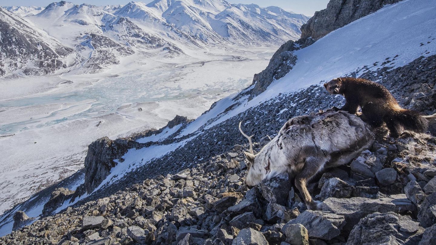 A small female wolverine feeds on a caribou carcass in Alaska&apos;s Brook Range. A pack of wolves chased a small herd of caribou herd over cliffs, killing 8 of the caribou. Wolves, bears, eagles, foxes and ravens gathered to feed on the carrion for a m...