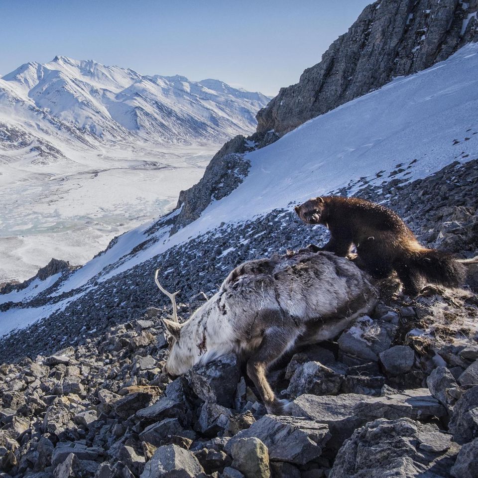 A small female wolverine feeds on a caribou carcass in Alaska&apos;s Brook Range. A pack of wolves chased a small herd of caribou herd over cliffs, killing 8 of the caribou. Wolves, bears, eagles, foxes and ravens gathered to feed on the carrion for a m...