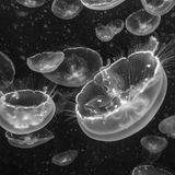 Andrew Suryono, Indonesia, Shortlist, Open, Natural World & Wildlife, 2021 Sony World Photography Awards