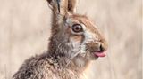 Cristo Pihlamäe, Estonia, Category Winner, Open, Natural World & Wildlife, 2021 Sony World Photography Awards