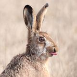 Cristo Pihlamäe, Estonia, Category Winner, Open, Natural World & Wildlife, 2021 Sony World Photography Awards