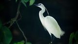 Au Hin Man, Hong Kong, Shortlist, Open, Natural World & Wildlife, 2021 Sony World Photography Awards