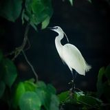 Au Hin Man, Hong Kong, Shortlist, Open, Natural World & Wildlife, 2021 Sony World Photography Awards