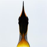 Koki Shinoda, Japan, Shortlist, Open, Natural World & Wildlife, 2021 Sony World Photography Awards