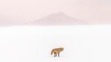 Yuta Doto, Japan, Shortlist, Open, Natural World & Wildlife, 2021 Sony World Photography Awards
