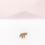 Yuta Doto, Japan, Shortlist, Open, Natural World & Wildlife, 2021 Sony World Photography Awards