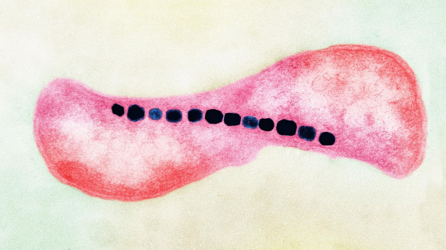 Magnetospirillum Bacteria