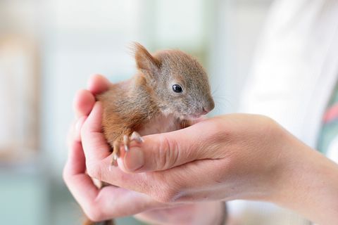Kleine Eichhörnchen können problemlos berührt werden. Der menschliche Geruch stört Eichhörnchen-Mütter nicht