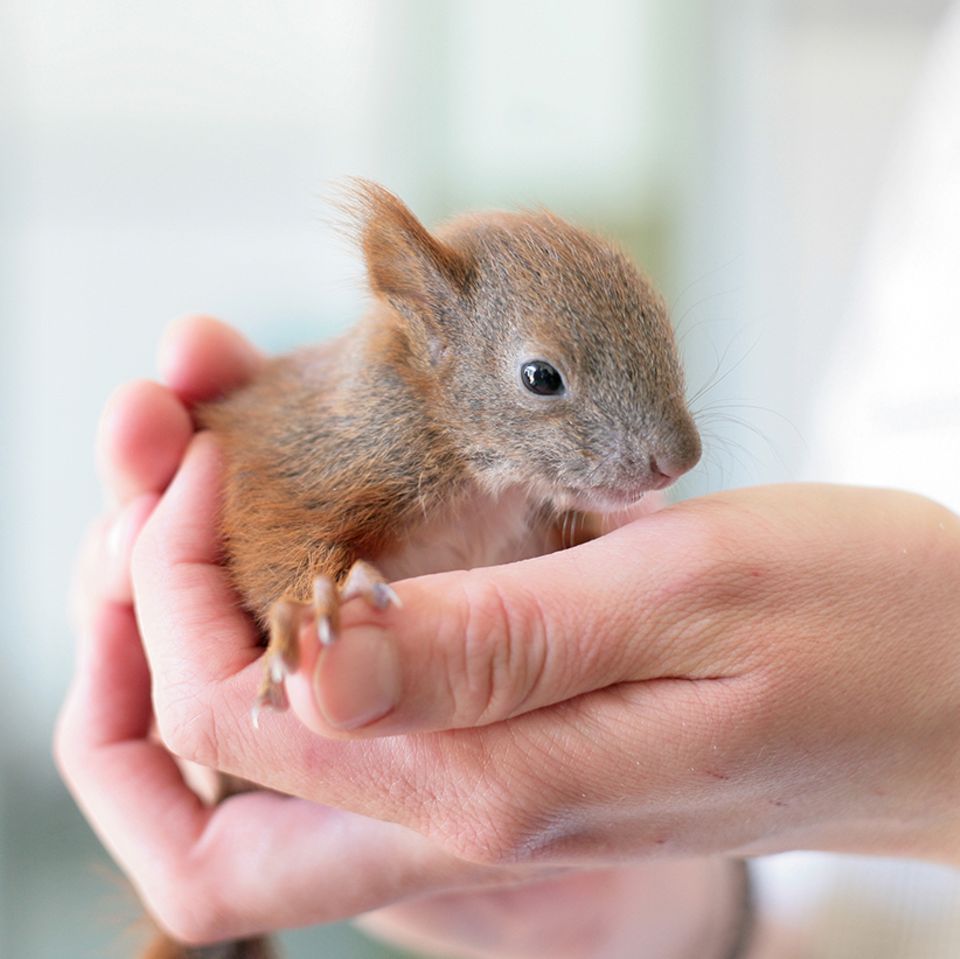 Kleine Eichhörnchen können problemlos berührt werden. Der menschliche Geruch stört Eichhörnchen-Mütter nicht