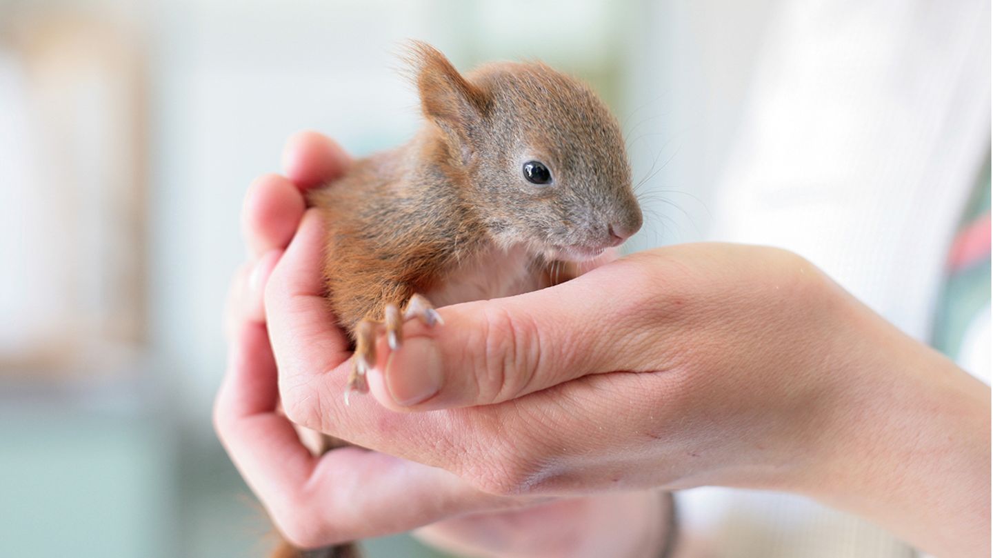 Kleine Eichhörnchen können problemlos berührt werden. Der menschliche Geruch stört Eichhörnchen-Mütter nicht