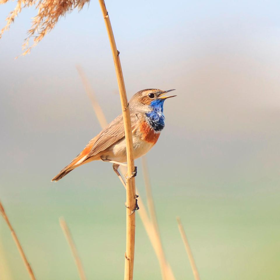 Blaukehlchen