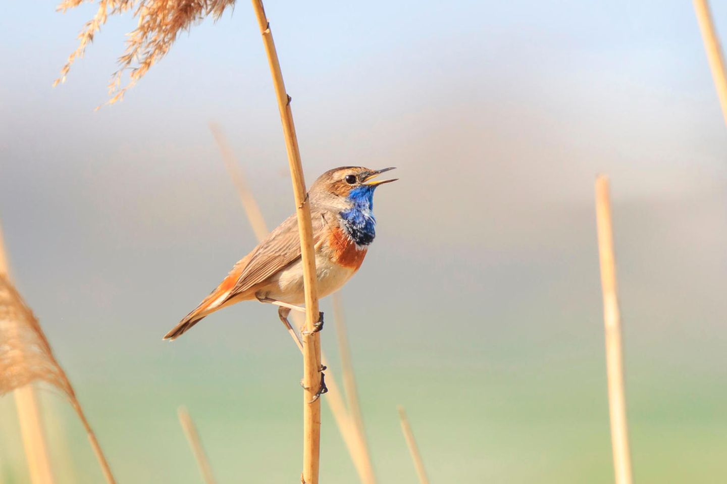 Blaukehlchen