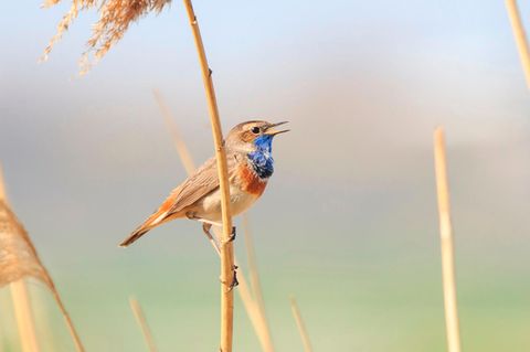Blaukehlchen