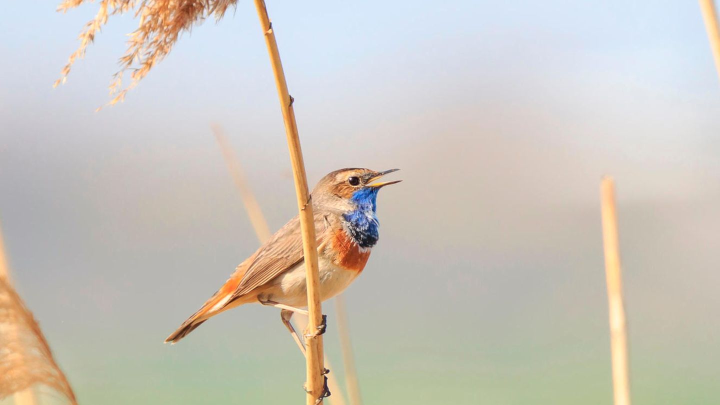 Blaukehlchen