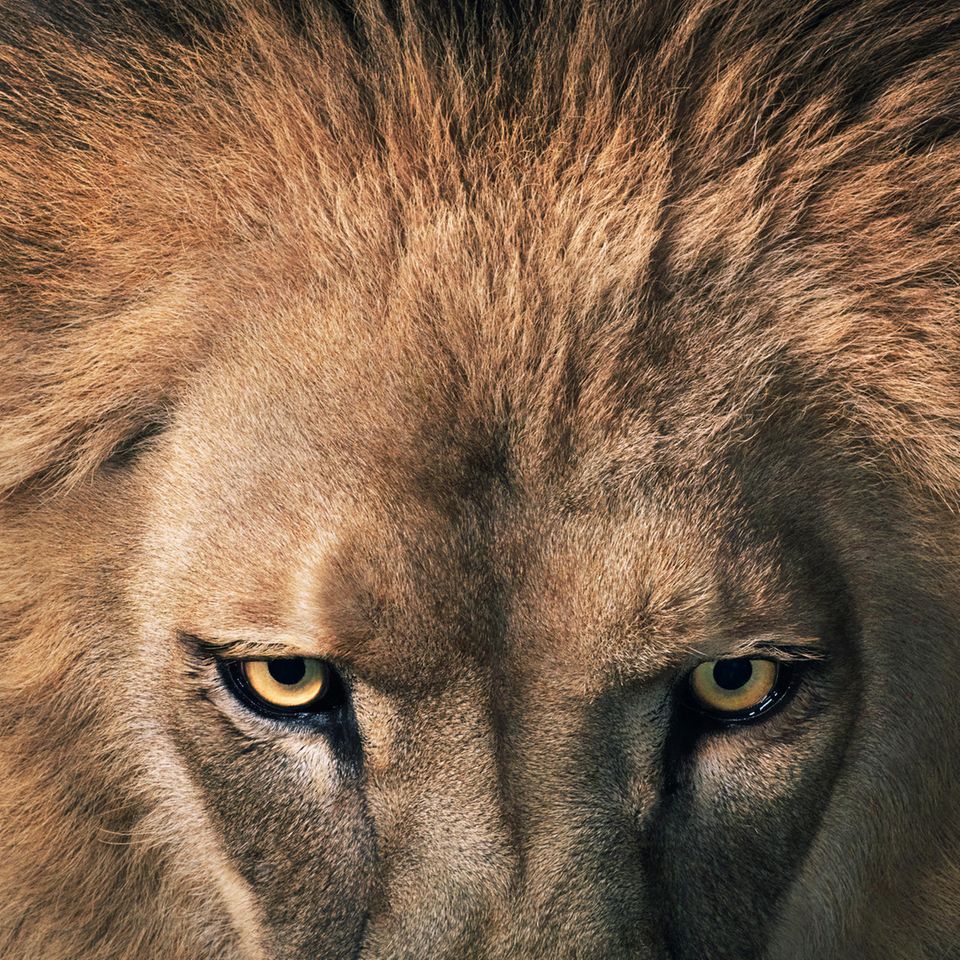 Löwe