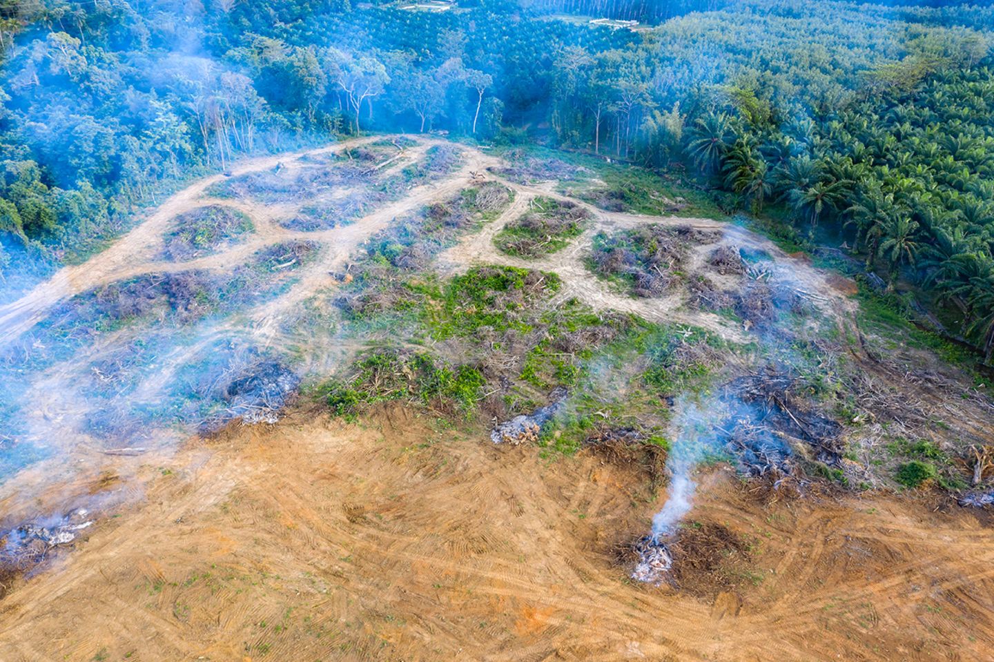 Schneller Profit vor langfristigem Nutzen: In tropischen Regionen muss Regenwald oft Palmöl-Plantagen weichen