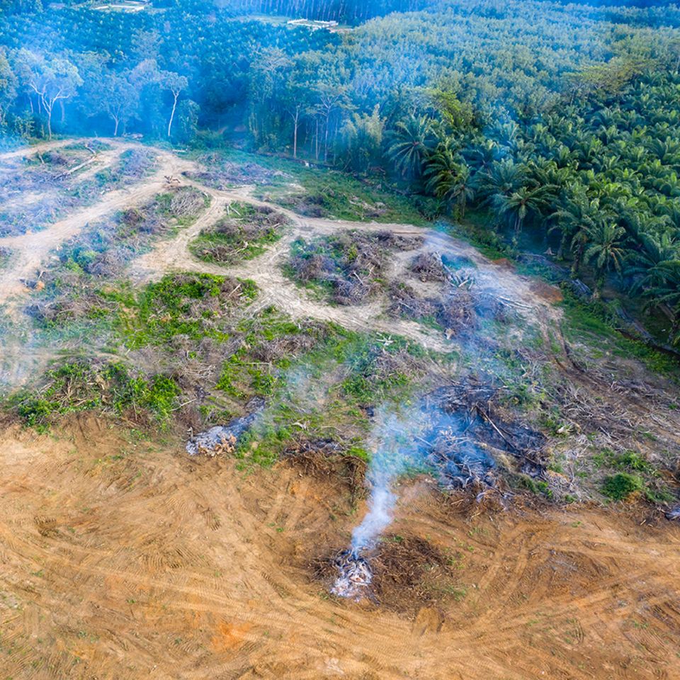 Schneller Profit vor langfristigem Nutzen: In tropischen Regionen muss Regenwald oft Palmöl-Plantagen weichen