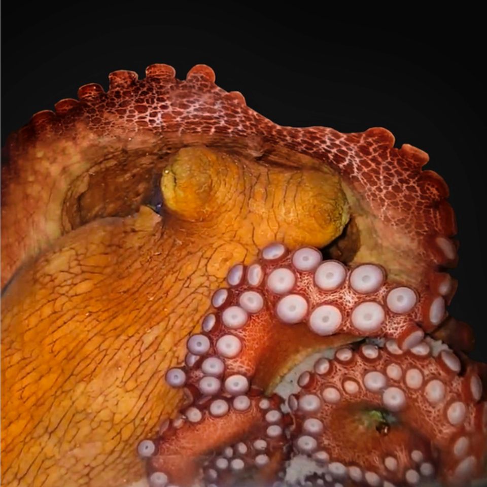 Tierwelt: Ein schlafender Oktopus. Ob das Tier auch träumt, soll nun weiter erforscht werden