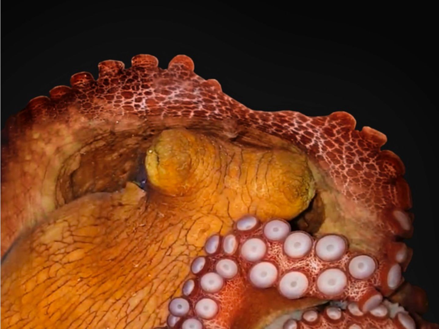 Tierwelt: Ein schlafender Oktopus. Ob das Tier auch träumt, soll nun weiter erforscht werden