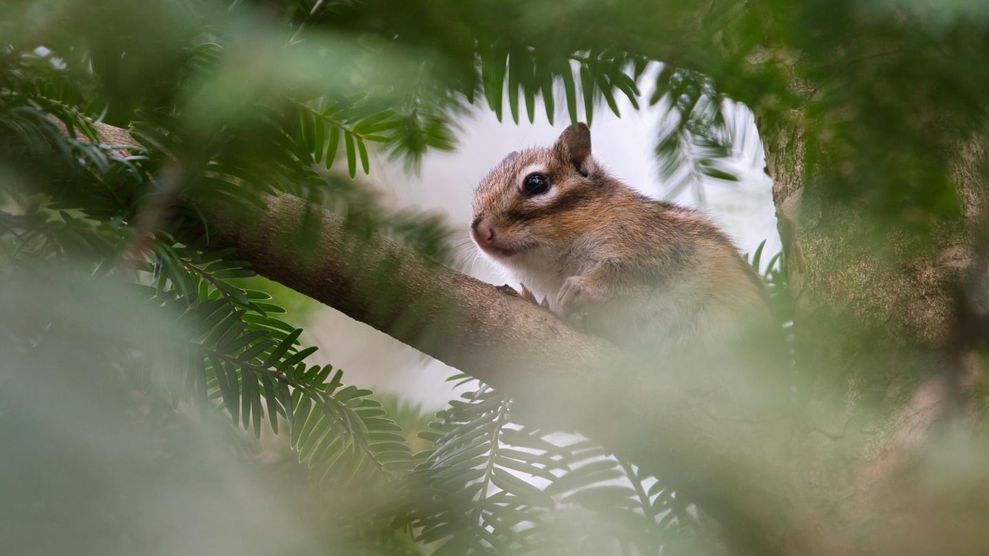 GEO LESERFOTO: 26.03.2021 "Ich möchte mit meiner Fotografie die Vielfalt und Schönheit der Natur zeigen. Auf der Suche nach etwas anderen Fotomotiven bin ich durch einen Tipp von einem anderen Fotografen auf die Streifenhörnchen im Luitpoldpark in Ingolstadt gestoßen. Die dort frei und wild lebenden asiatischen Streifenhörnchen sind vor vielen Jahren aus der Gefangenschaft entflohen." Mehr Fotos von Tim Kirchhofer GEO LESERFOTO: 26.03.2021 "Ich möchte mit meiner Fotografie die Vielfalt und Schönheit der Natur zeigen. Auf der Suche nach etwas anderen Fotomotiven bin ich durch einen Tipp von einem anderen Fotografen auf die Streifenhörnchen im Luitpoldpark in Ingolstadt gestoßen. Die dort frei und wild lebenden asiatischen Streifenhörnchen sind vor vielen Jahren aus der Gefangenschaft entflohen." Mehr Fotos von Tim Kirchhofer