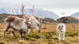 Rentier-Familie in Spitzbergen