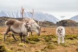 Rentier-Familie in Spitzbergen