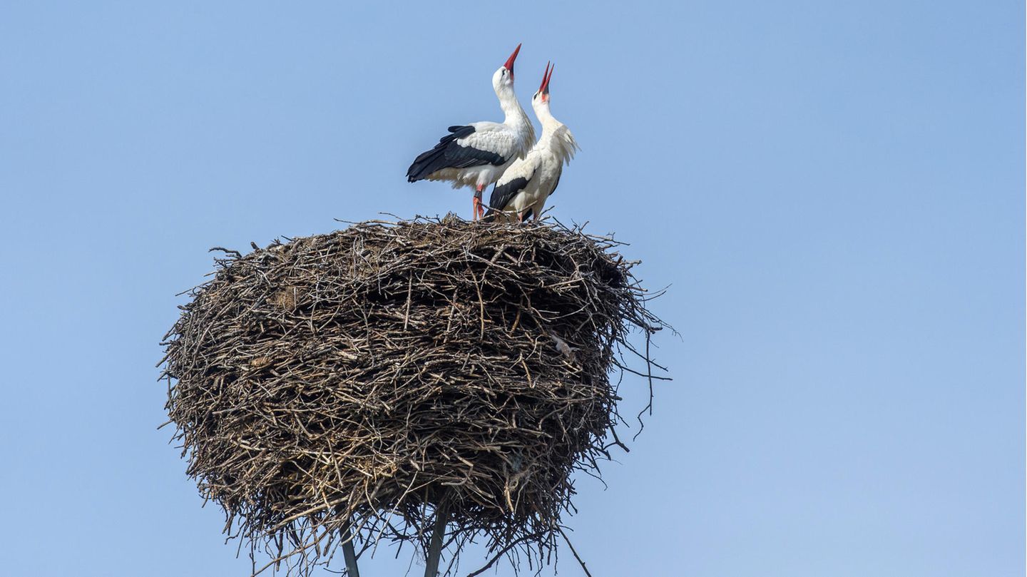 In Loburg in Sachsen-Anhalt klappern zwei Weißstörchein mit den Schnäbeln aus ihrem Nest - ein Naturspektakel, das in Deutschland wieder häufiger zu beobachten ist