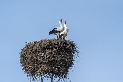 In Loburg in Sachsen-Anhalt klappern zwei Weißstörchein mit den Schnäbeln aus ihrem Nest - ein Naturspektakel, das in Deutschland wieder häufiger zu beobachten ist