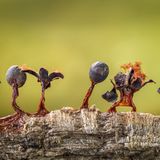 Barry Webb | cupoty.com