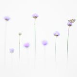 Emelin Dupieux | cupoty.com