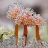 Alexander Mett | cupoty.com